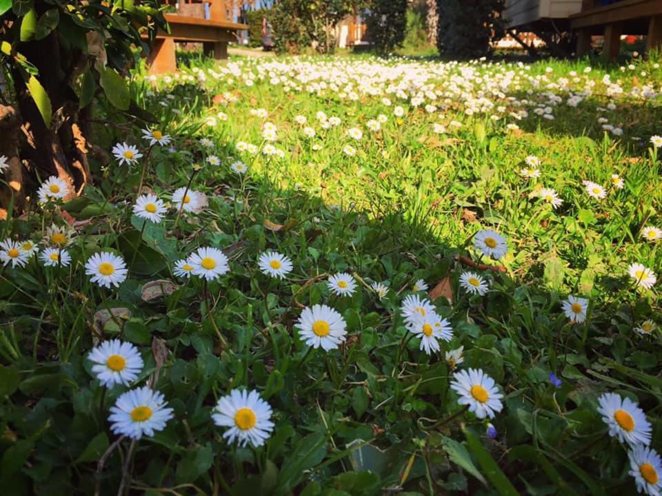 Camping Village Tuscia Tirrenica Tarquinia Luaran gambar